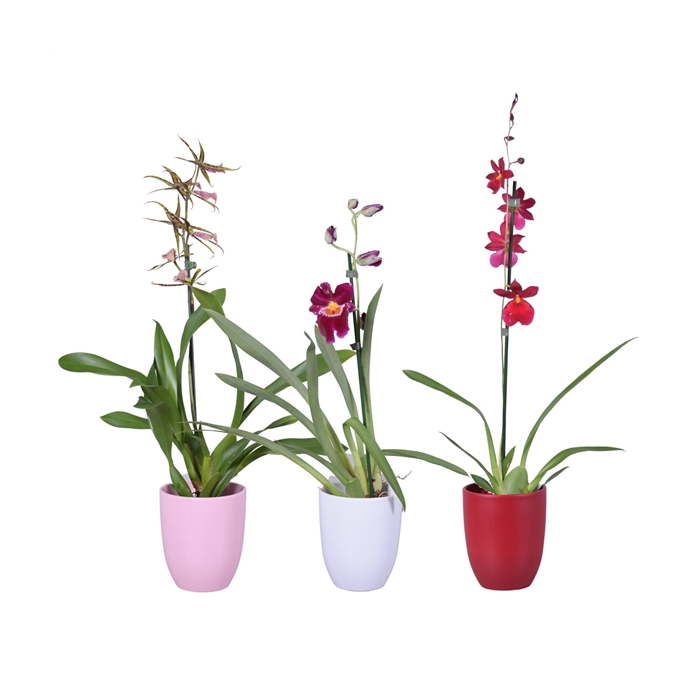 <h4>Valentine / Women's day mix 1 tak met roze, wit en rood keramiek</h4>