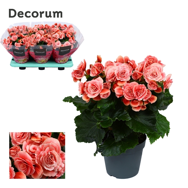 <h4>Begonia ''borias'' rose gevlamd Decorum</h4>