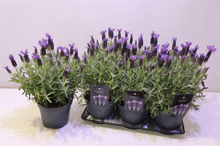 <h4>Lavan Stoechas</h4>