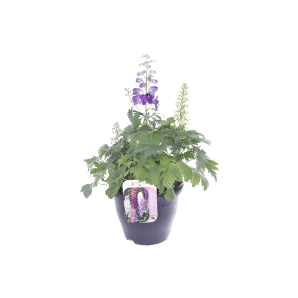 <h4>Delphinium Magic Fountains</h4>
