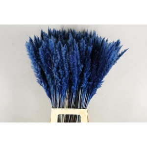 Df Pampas Silvy D.blue