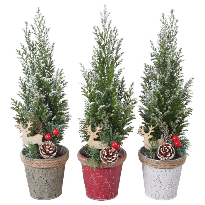 <h4>PTK25176 Ellwoodii met sneeuw in zink mix met decoratie</h4>