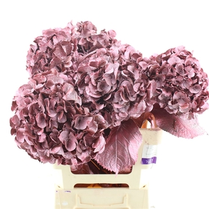Hydrangea Klb Metallic Pink