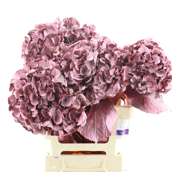 <h4>Hydrangea Klb Metallic Pink</h4>