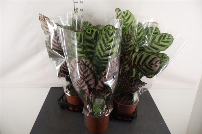 <h4>Calathea 17 Cm. P. Makoyana</h4>