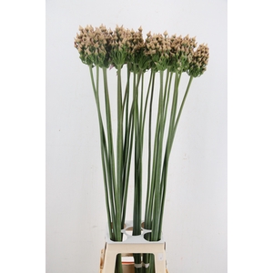 ALLIUM ZAADBOLLEN