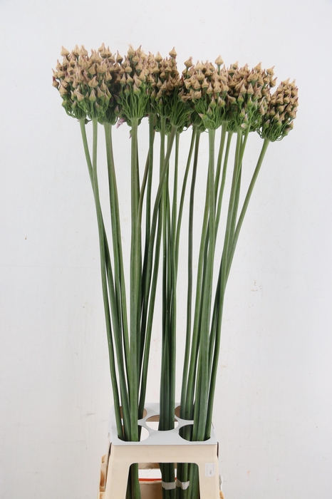 <h4>ALLIUM ZAADBOLLEN</h4>