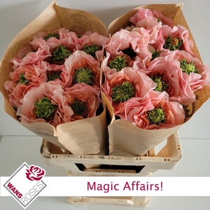RS GR MAGIC AFFAIRS!