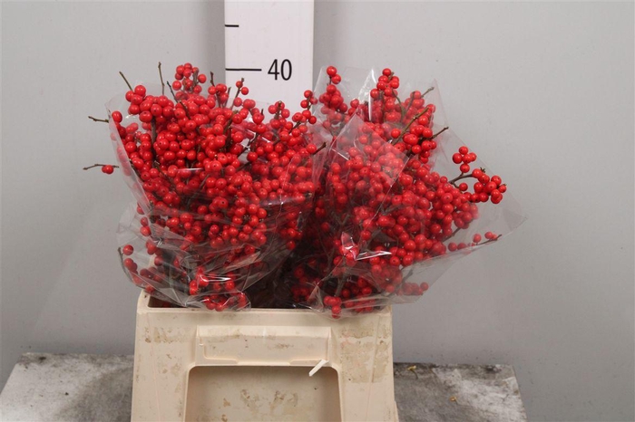 <h4>Ilex Ve Rode Bes</h4>