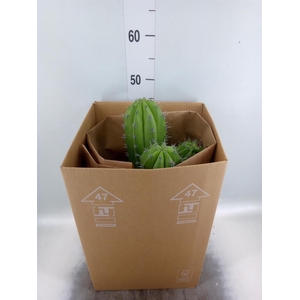 Cereus ...