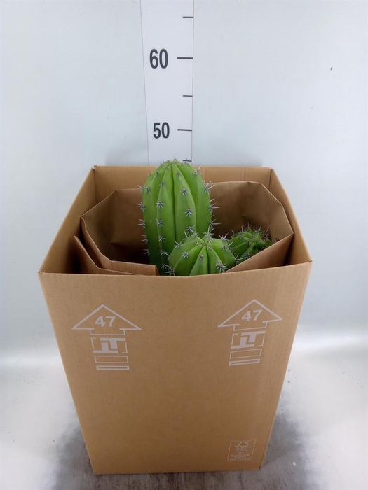 <h4>Cereus   ...</h4>