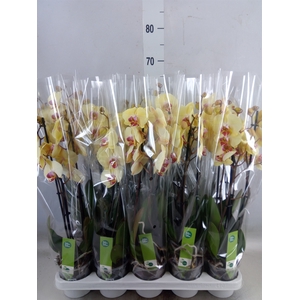 Phalaenopsis  'Desert Breeze'