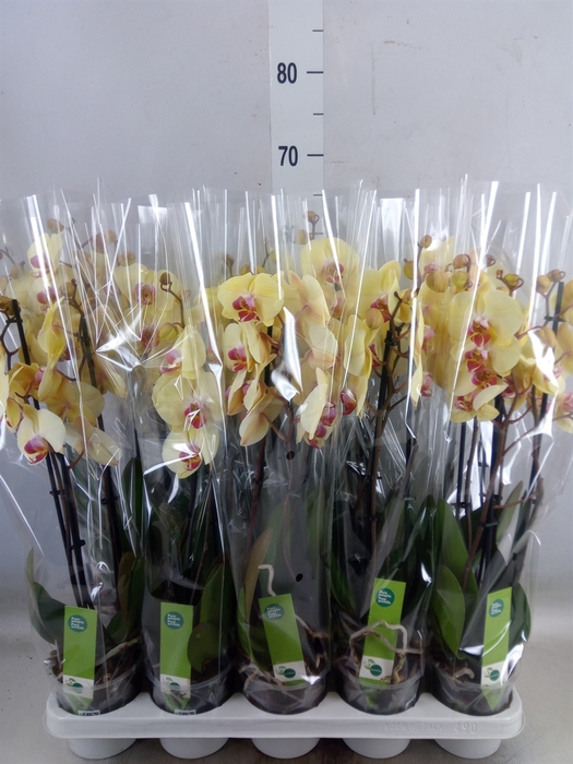 <h4>Phalaenopsis  'Desert Breeze'</h4>