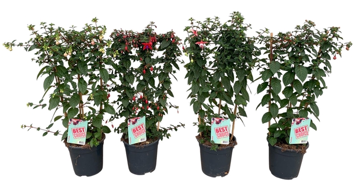 <h4>Fuchsia Rek</h4>