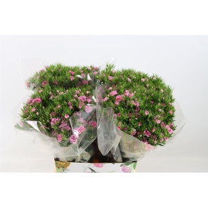 Di Barb Doblino Fantasia