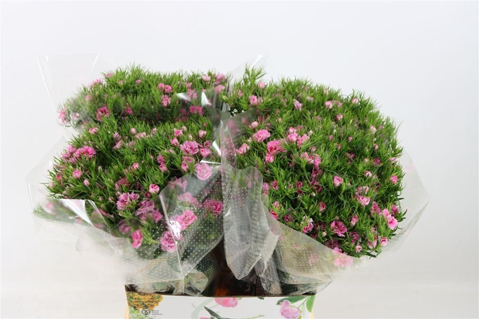 <h4>Di Barb Doblino Fantasia</h4>