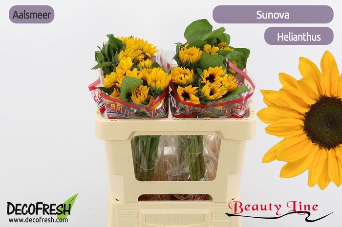 <h4>HELI SUNOVA</h4>