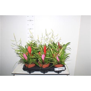 Bromelia Gem 5pp Multiplants