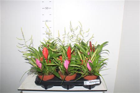 Bromelia Gem 5pp Multiplants