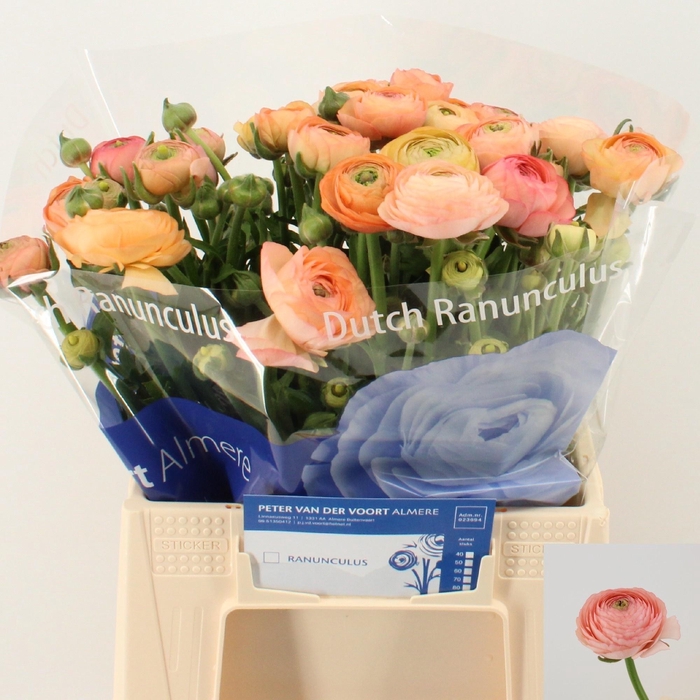 <h4>Ran El Salmon</h4>