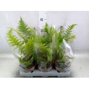 Cyathea australis
