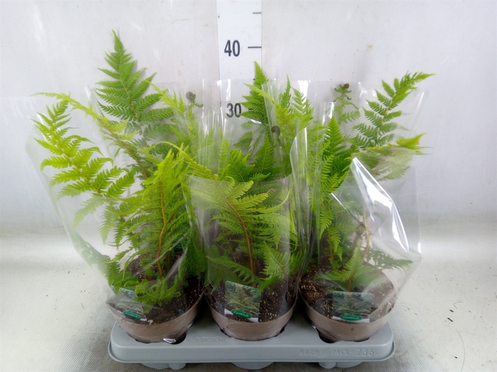 <h4>Cyathea australis</h4>