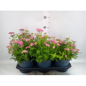 Achillea millef.