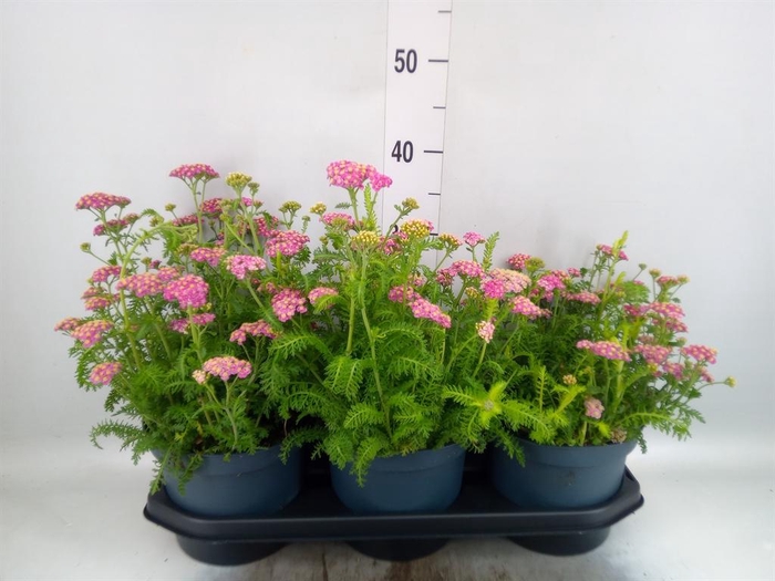<h4>Achillea millef.</h4>