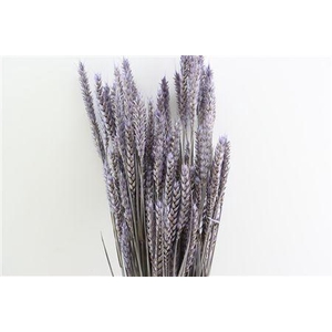 Dried Triticum X5 Frosted Milka Bunch