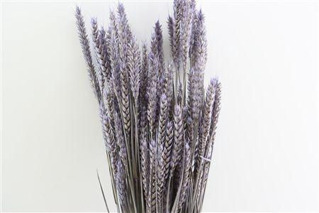 <h4>Dried Triticum X5 Frosted Milka Bunch</h4>