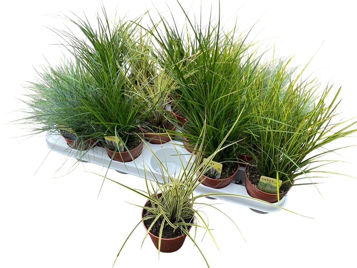 <h4>SIERG GEM 5 SRT FUST</h4>