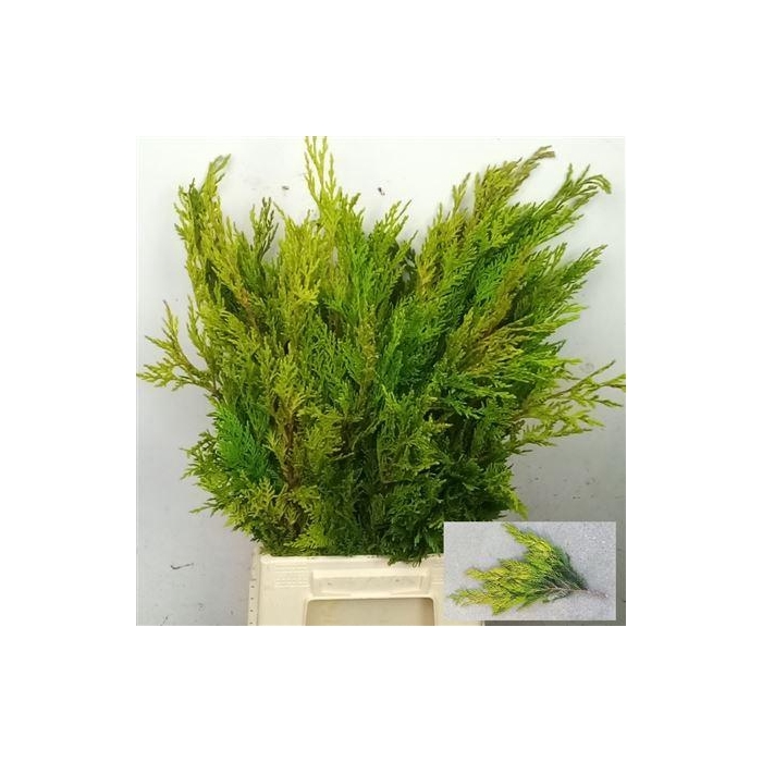 <h4>Coniferen Snijgroen</h4>