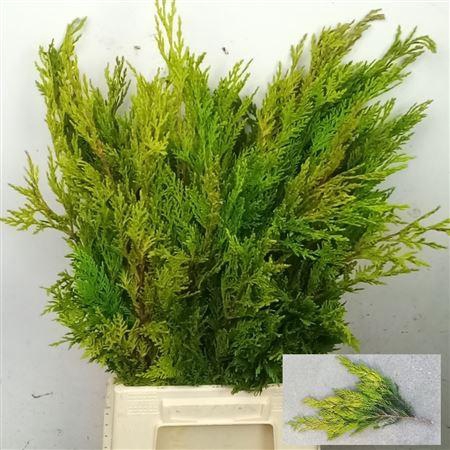 <h4>Coniferen Snijgroen</h4>