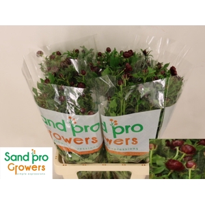 RAN CO MAG CHOCOLATE