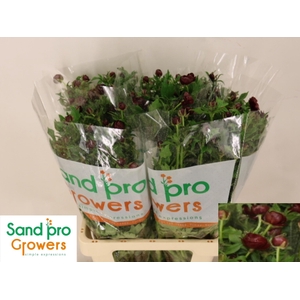 RAN CO MAG CHOCOLATE