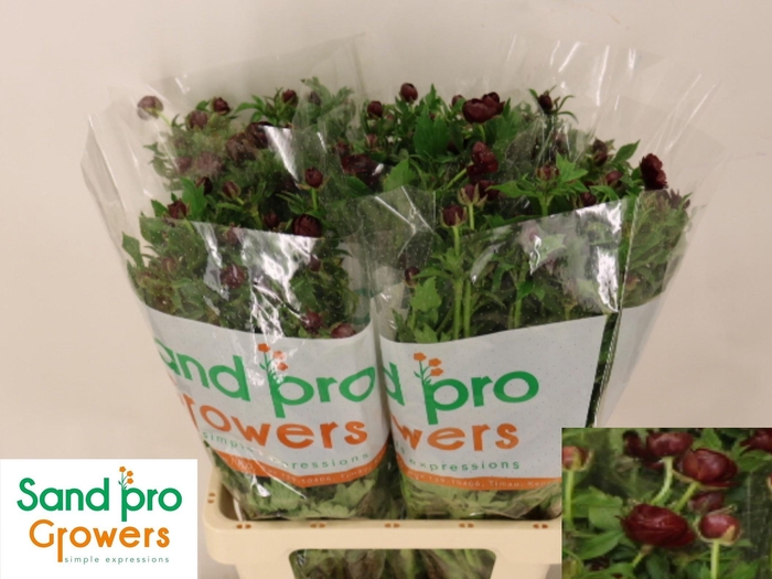 <h4>RAN CO MAG CHOCOLATE</h4>