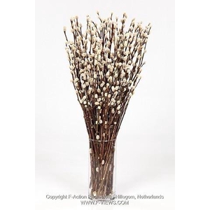 Salix snow flake