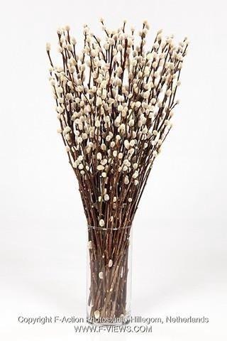 <h4>Salix snow flake</h4>