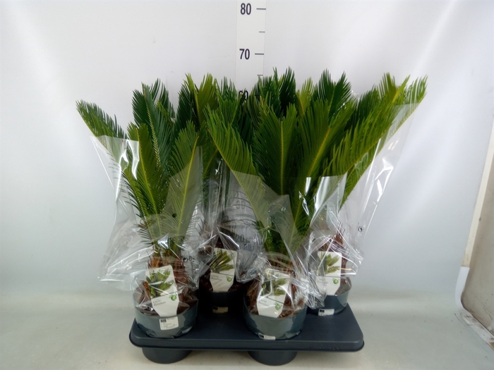 <h4>Cycas revoluta</h4>