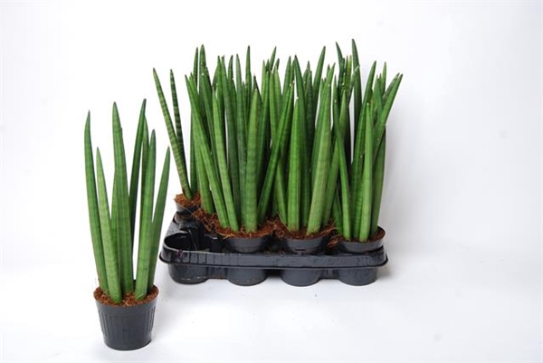 Sansevieria Cylindrica 8,5Ø 33cm