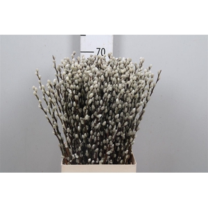 Salix Ca Snow Flake