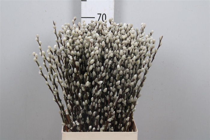<h4>Salix Ca Snow Flake</h4>
