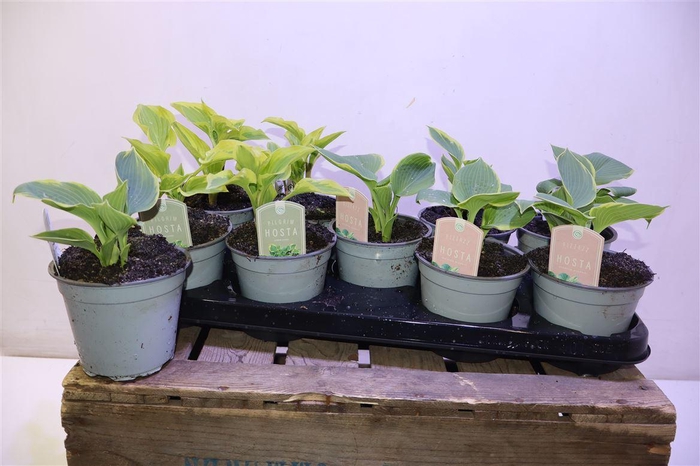 <h4>Host Ov Mixtray</h4>