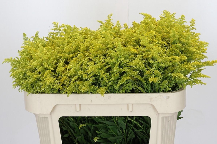 <h4>Solidago Tara Gold</h4>
