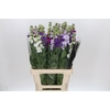 Matthiola Iron Rainbow Mix