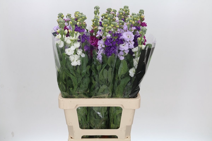 <h4>Matthiola Iron Rainbow Mix</h4>