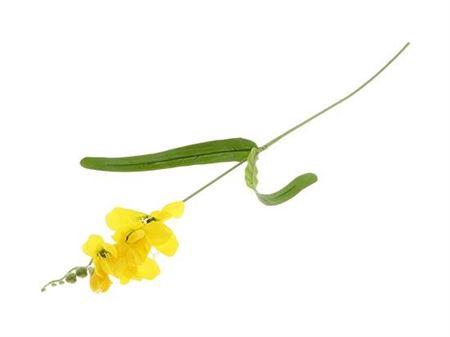 <h4>Stem Freesia</h4>