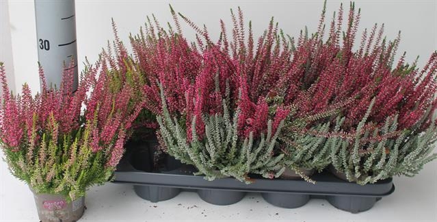 Calluna vulGarden Girls mix in pot Twin Girls 12Ø