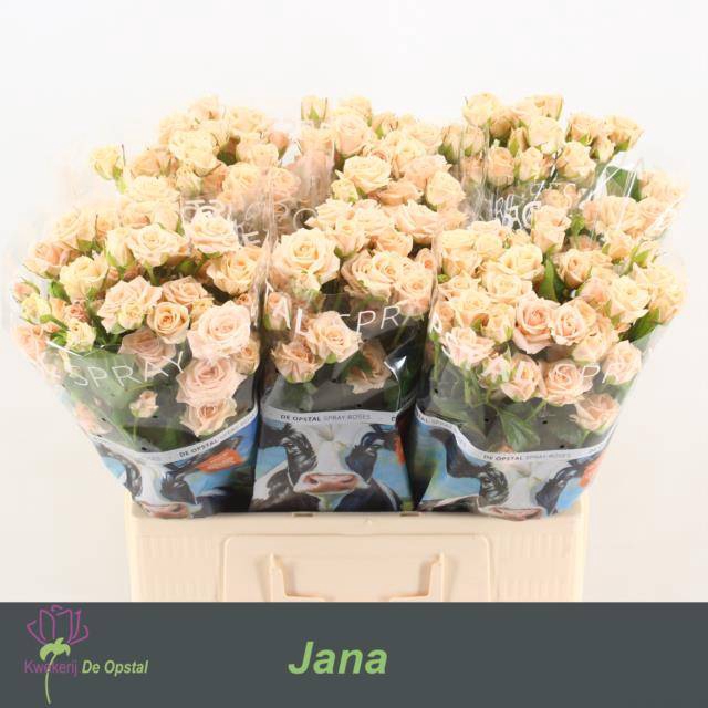 <h4>Rosa spray jana</h4>