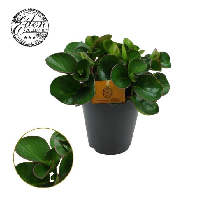 <h4>Peperomia Burning Bush 15cm</h4>